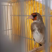 تعدادی سهره نر و ماده