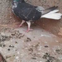 صده افشون