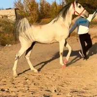 اسب نریان ترک درهشوری