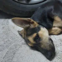 ژرمن