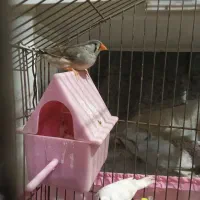 فنچ