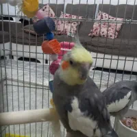 عروس هلندی