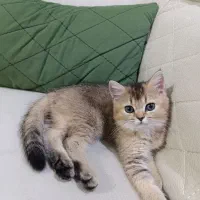 بریتیش عروسکی گلدبلک