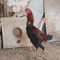 لاری|حیوانات مزرعه|شال, |دیوار
