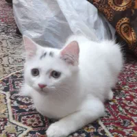 پرشین دال فیس