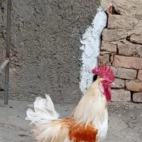 خروس شهرک ولیعصر