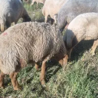 بره