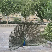 طاوس هندی  مصری آفریقای