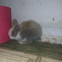 خرگوش لپ سه رنگ دو ماه