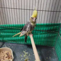 عروس هلندی جوجه