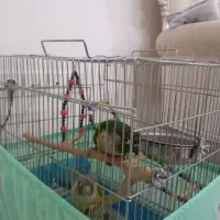 دو عدد طوطی گرینچیک نرو ماده