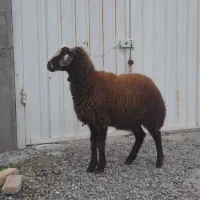 گوسفند|حیوانات مزرعه|سیمین شهر, |دیوار