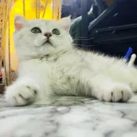 بچه گربه اسکاتیش چینچیلا بازیگوش