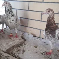 دورگ سرور و پلاکی