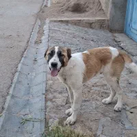 فروش سگ خراسانی ۴ ماهه