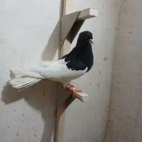 ماده یال سیاه