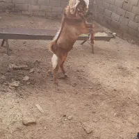 ۲ عدد نر بز اسراعیلی