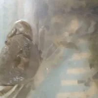 خرچنگ