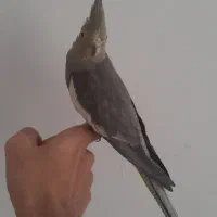 عروس هلندی رام و سالم