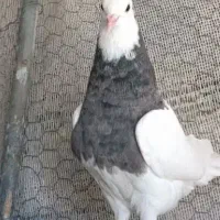 طوقی نردرجه یک پا بلند