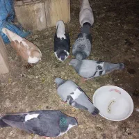 بلوارتوس ۶۵نجف ۳۴