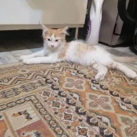 واگذاری رایگان دو تا گربه ۳ و نیم ماهه