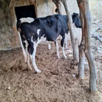 ماده‌گاو‌ابستن