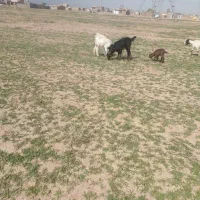 بز زاییده|حیوانات مزرعه|تربت جام, کشتارگاه|دیوار