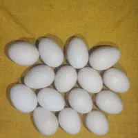 تخم مرغ نطفه دار