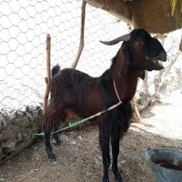 یک عدد پاچن خونگی چاق
