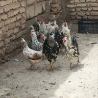 خروس|حیوانات مزرعه|شیراز, سفیرشمالی|دیوار