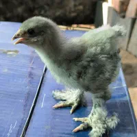 جوجه برهما