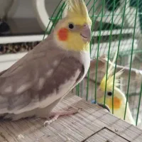 عروس هلندی نر و ماده