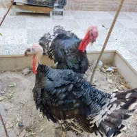 بوقلمون برنز