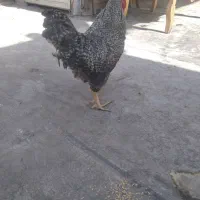 خروس سرحال