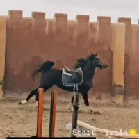 نریان یه سر عرب پسر لرد بیشا