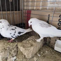 کفتر|پرنده|یزد, |دیوار