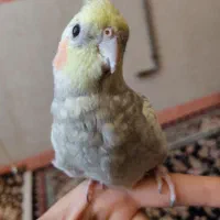 عروس هلندی سخنگو