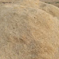 کاه گندم
