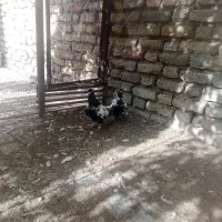 پلنگ سیاه  افغانی جفت نر ماده نواخت