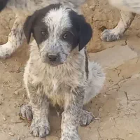 سگ‌گله نر