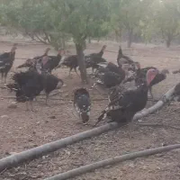 بوقلمون محلی