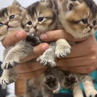 گربه بیریتیش گلد