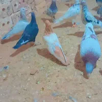 کفتر طوقی