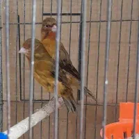 جفت قناری سوخته سرخ شیرازی -چهار تومن-فروش فوری
