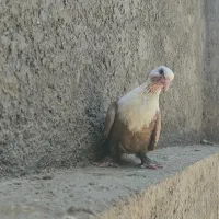 جوجه کله سفید ( کلاغ کربلایی)