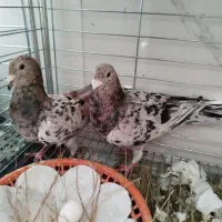 کوهی سرور نامه‌بر نامور اصیل همدان طوقی الماسی