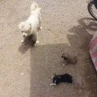 توله خوشگل
