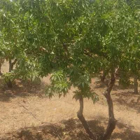 یک سهم بادام آبپونه