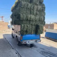 یونجه درجه یک